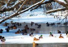 Зимовий облік птахів Побужжя та спостереження за ними у січні юних орнітологів Голосківського ліцею
