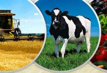 Cуб´єкти господарювання АПК можуть отримати компенсацію з обласного бюджету