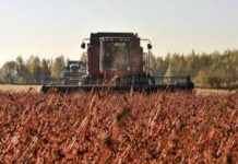 Хмельниччина – серед лідерів з намолоту гречки