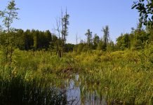 Знайомство з Хмельниччиною: гідрологічний заказник “Гнилий Ріг”